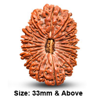 20 Mukhi Brahma Rudraksha